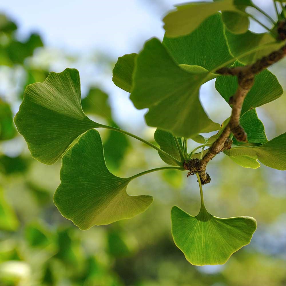 "Екатерининские сады" - Гинкго Билоба (Ginkgo biloba)