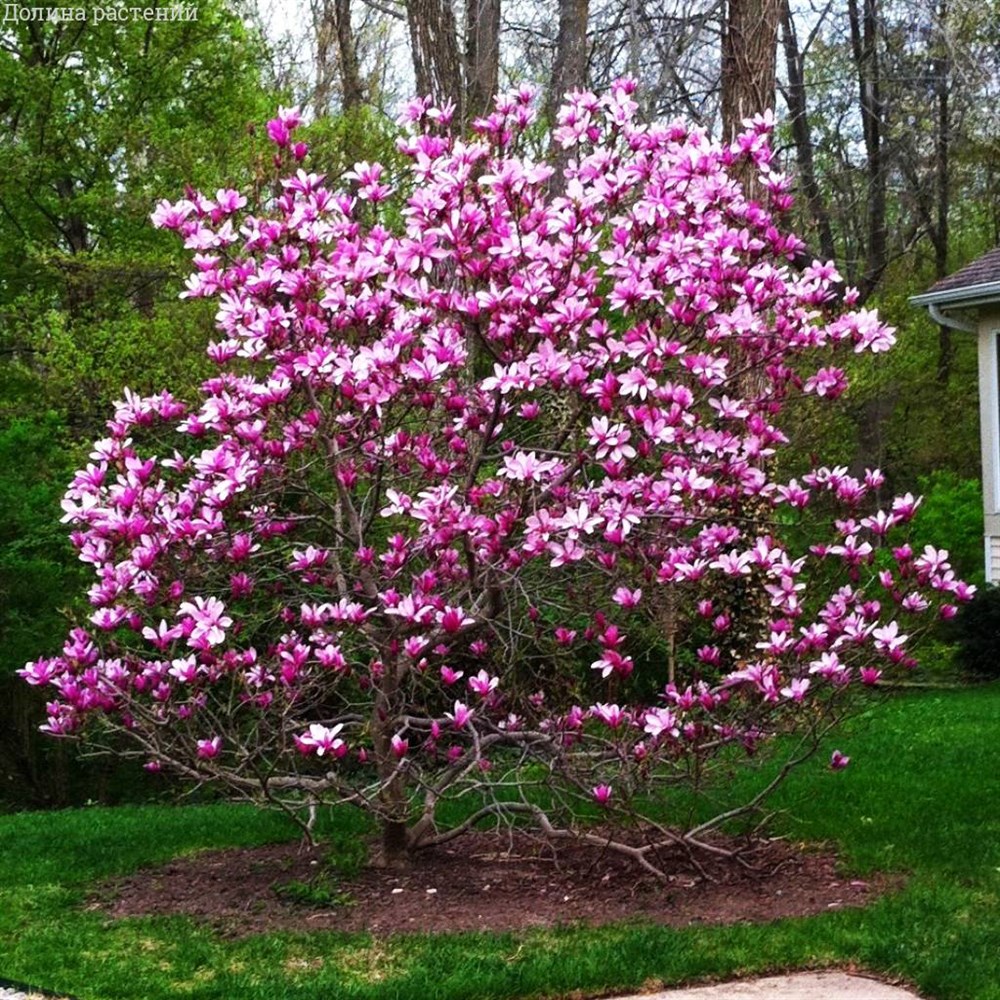 "Екатерининские сады" - Магнолия Нигра (Magnolia liliiflora 'Nigra')