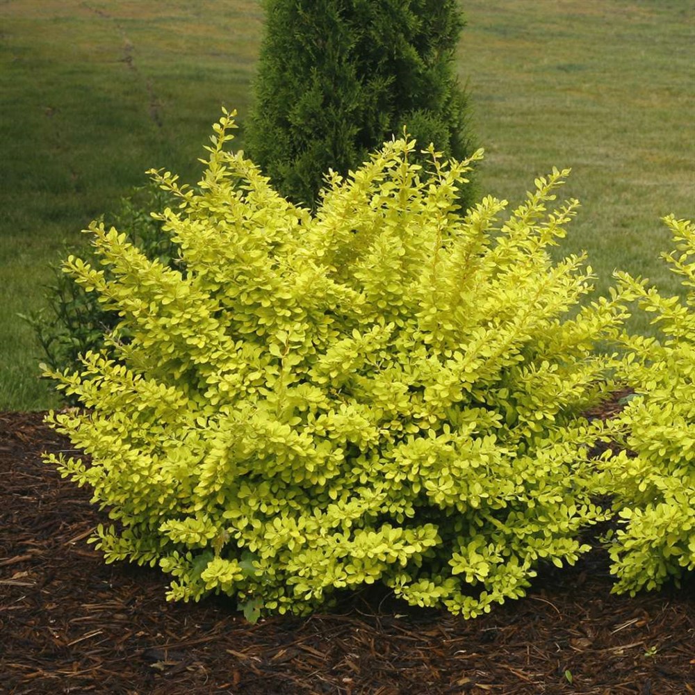 "Екатерининские сады" - Барбарис Тунберга Ауреа (Berberis thunb. 'Aurea')